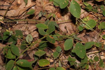 Maekawaea rhytidophylla, photographed by Greg Tasney