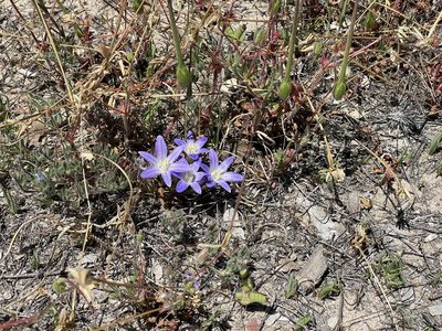 Brodiaea terrestris, photographed by Henrik Kibak