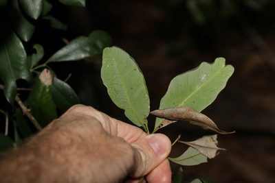 Guioa semiglauca, photographed by Greg Tasney