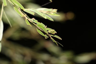 Acacia fimbriata, photographed by Greg Tasney