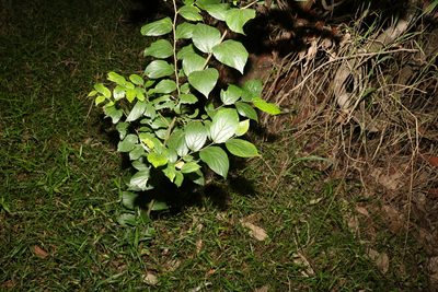 Celtis sinensis, photographed by Greg Tasney