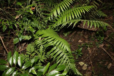 Christella dentata, photographed by Greg Tasney