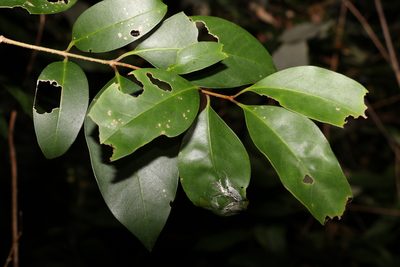 Ligustrum lucidum, photographed by Greg Tasney