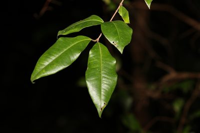 Backhousia myrtifolia, photographed by Greg Tasney