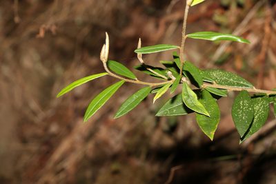 Hovea acutifolia, photographed by Greg Tasney