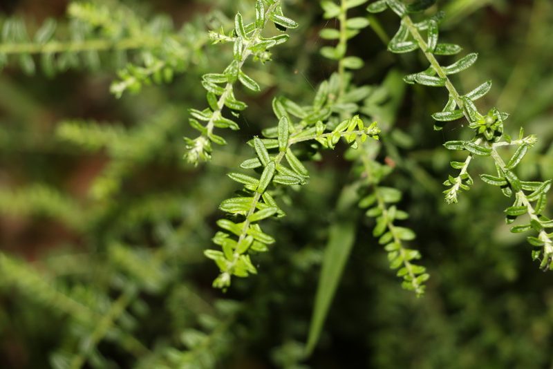Ozothamnus diosmifolius, photographed by Greg Tasney