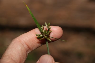 Cyperus laevis, photographed by Greg Tasney