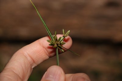 Cyperus laevis, photographed by Greg Tasney
