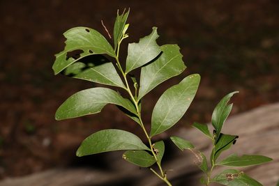 Acacia penninervis, photographed by Greg Tasney