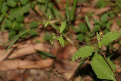 Sigesbeckia orientalis, photographed by Greg Tasney