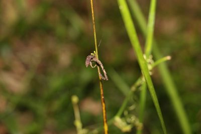 Gymnostachys anceps, photographed by Greg Tasney