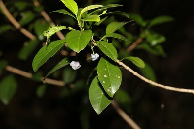 Acronychia laevis, photographed by Greg Tasney