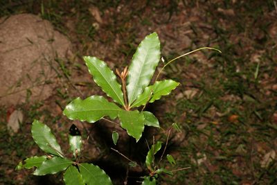 Pittosporum revolutum, photographed by Greg Tasney