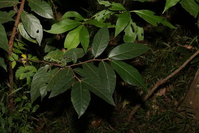 Ficus coronata, photographed by Greg Tasney
