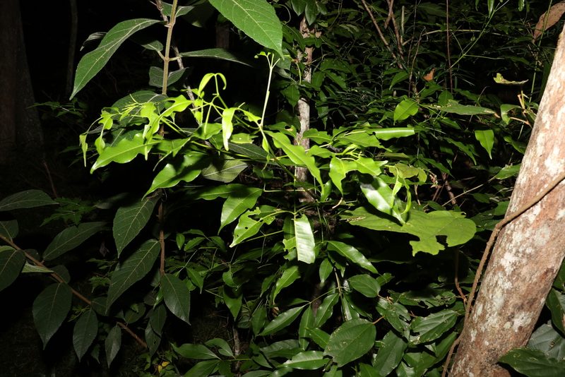Melicope rubra, photographed by Greg Tasney