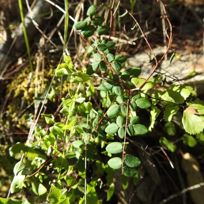 Pellaea andromedifolia, photographed by Daniel Levitis