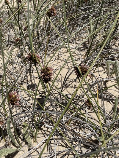 Juncus breweri, photographed by Leah Gardner