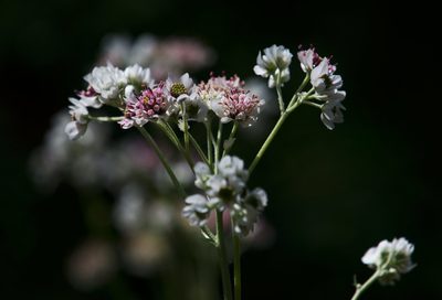Hymenopappus artemisiifolius, photographed by Mike Duran