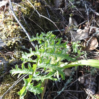 Pedicularis densiflora, photographed by Daniel Levitis
