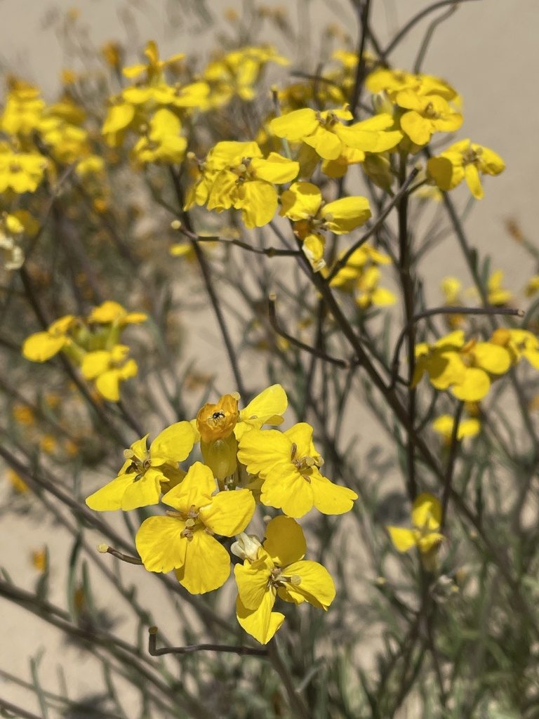 Erysimum suffrutescens, photographed by Leah Gardner