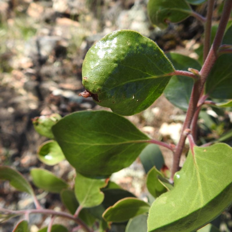 Arctostaphylos manzanita, photographed by Daniel Levitis