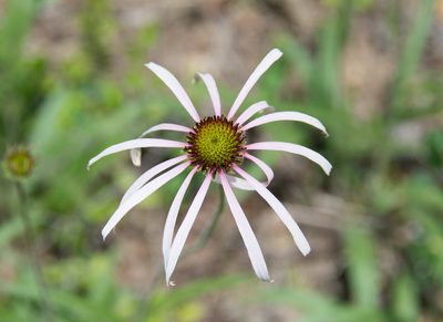 Echinacea sanguinea, photographed by Mike Duran