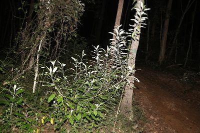 Astrotricha latifolia, photographed by Greg Tasney