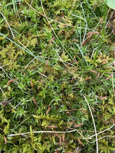 Atrichum crispulum, photographed by Bonnie Semmling