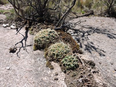 Gymnocalycium monvillei, photographed by Mariana