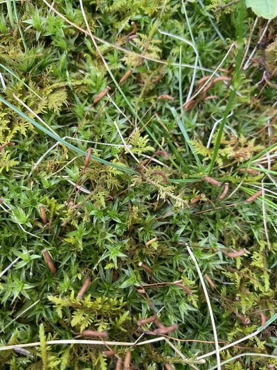 Atrichum crispulum, photographed by Bonnie Semmling