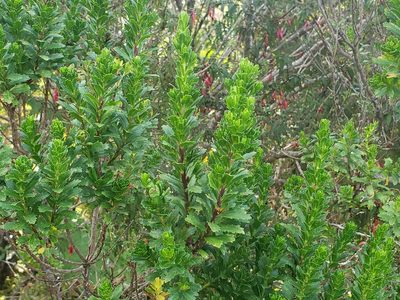 Baccharis patagonica