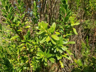 Baccharis patagonica, photographed by Cesar Ormazabal