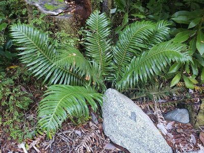 Lomariocycas magellanica, photographed by Cesar Ormazabal