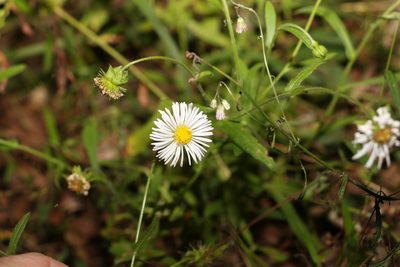 Calotis dentex, photographed by Greg Tasney