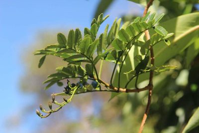 Campsidium valdivianum, photographed by Cesar Ormazabal