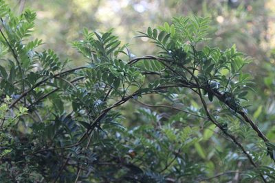 Campsidium valdivianum, photographed by Cesar Ormazabal