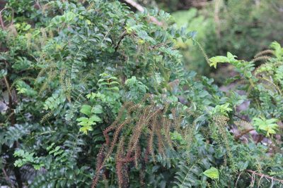 Coriaria ruscifolia, photographed by Cesar Ormazabal