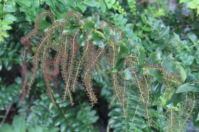 Coriaria ruscifolia, photographed by Cesar Ormazabal