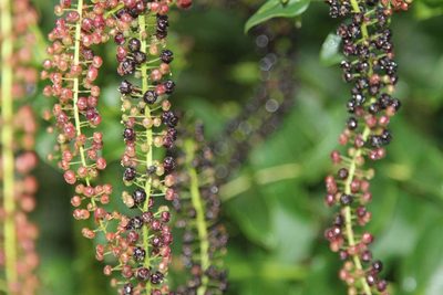 Coriaria ruscifolia, photographed by Cesar Ormazabal