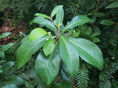 Drimys winteri, photographed by Cesar Ormazabal