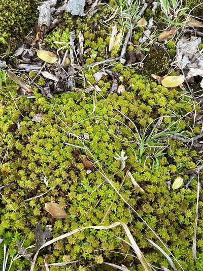 Sphagnum lescurii, photographed by jlgoch