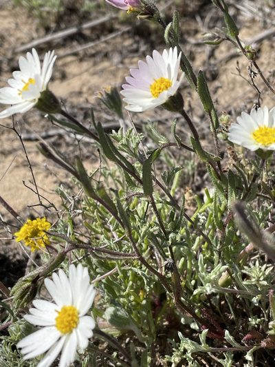 Layia erubescens, photographed by Leah Gardner