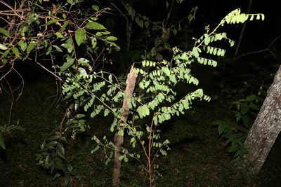 Indigofera australis, photographed by Greg Tasney