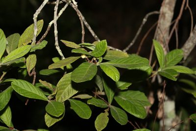 Psychotria loniceroides, photographed by Greg Tasney