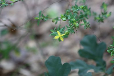 Hypericum hypericoides, photographed by Rich Sommer