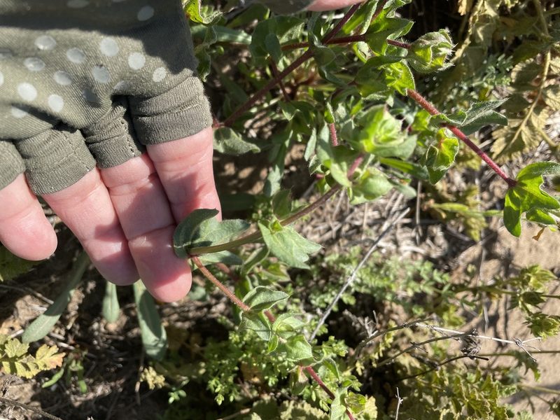 Mucronea californica, photographed by Leah Gardner