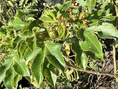 Jatropha gossypiifolia, photographed by Alan Weakley