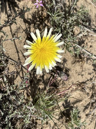 Malacothrix californica, photographed by Leah Gardner
