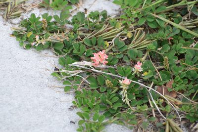 Indigofera spicata, photographed by Neli Kanonerova