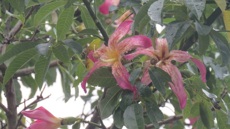 Ceiba speciosa, photographed by Patricio Cowper Coles